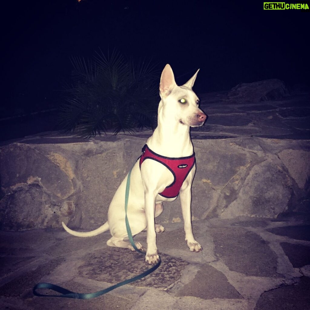 Kenton Duty Instagram - Puppy Glow