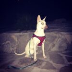 Kenton Duty Instagram - Puppy Glow