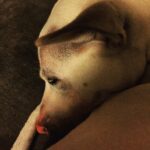Kenton Duty Instagram – Well Katana had an awesome 1st birthday and a fun New Years Eve! 
Happy New Year to everyone!