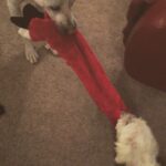 Kenton Duty Instagram – Katana and Rocky light to keep it entertaining while vacuuming/cleaning tonight 😂🐺🐶