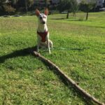 Kenton Duty Instagram – Sit Tall. And drag around a big stick. 
Perhaps even one that is three times your size.