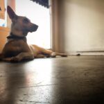 Kenton Duty Instagram – “If this place was a cereal box, you’d be the prize inside.” #puppy and #pickuplines. #dog #photoshoot #coffeeshop #simplycoffee