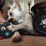 Kenton Duty Instagram – Artsy photo of a puppy playing with her favorite toy. #Katana #Ziggy