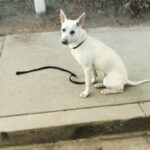 Kenton Duty Instagram – Katana and I taking focus and control to the next level. 
Don’t worry about cars. This was done in a cul-de-sac
#training #puppy #Katana