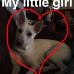 Kenton Duty Instagram – Pupper