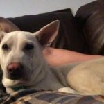 Kenton Duty Instagram – Katana is a cuddler.