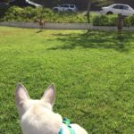 Kenton Duty Instagram – Missing this pup right now! #Katana 
Ft. The Deer