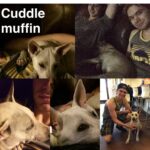 Kenton Duty Instagram – #Katana. Proud to introduce you to the newest member of my pack. My puppy Katana 🐶🐕 #puppy #DogDad #happy