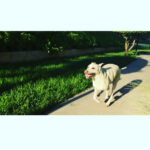 Kenton Duty Instagram - When you're in hot pursuit, but see that camera. #smoothpupperator #puppyselfie @t_y_l_e_r_t_h_o_m_p_s_o_n looks like Katana is about to tag you, better speed up!