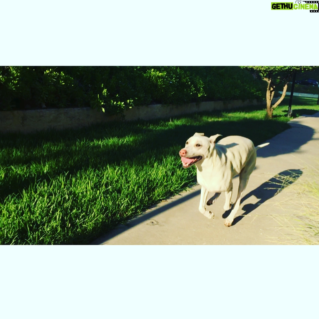 Kenton Duty Instagram - When you're in hot pursuit, but see that camera. #smoothpupperator #puppyselfie @t_y_l_e_r_t_h_o_m_p_s_o_n looks like Katana is about to tag you, better speed up!