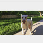 Kenton Duty Instagram - When you're in hot pursuit, but see that camera. #smoothpupperator #puppyselfie @t_y_l_e_r_t_h_o_m_p_s_o_n looks like Katana is about to tag you, better speed up!