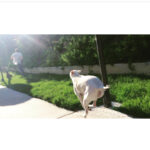 Kenton Duty Instagram - When you're in hot pursuit, but see that camera. #smoothpupperator #puppyselfie @t_y_l_e_r_t_h_o_m_p_s_o_n looks like Katana is about to tag you, better speed up!