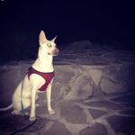 Kenton Duty Instagram - Puppy Glow