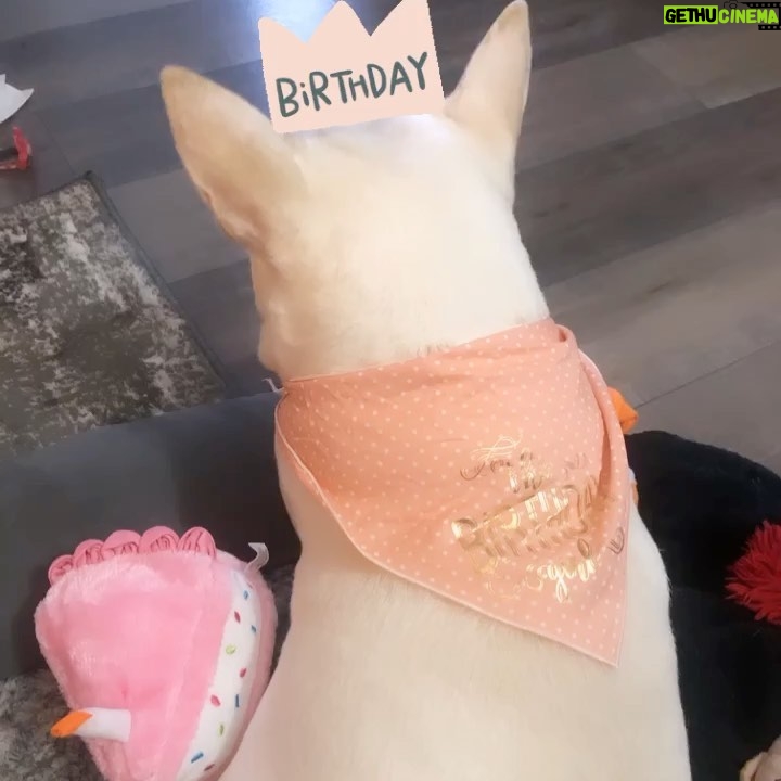 Kenton Duty Instagram - Happy 4th Birthday baby girl ❤️🐶