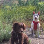 Kenton Duty Instagram - #HappyNationalDogDay to my puppers. I love you two and your cuddles and empathy ❤️ #KatanaAndKona #DutyDogs #DogsonDuty