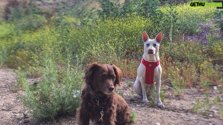 Kenton Duty Instagram - #HappyNationalDogDay to my puppers. I love you two and your cuddles and empathy ❤️ #KatanaAndKona #DutyDogs #DogsonDuty