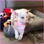 Kenton Duty Instagram - Happy 4th Birthday baby girl ❤️🐶