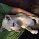 Kenton Duty Instagram - Happy 4th Birthday Katana ❤️ thank you for being my lil shadow and taking care of me with your endless love and boundless curiously