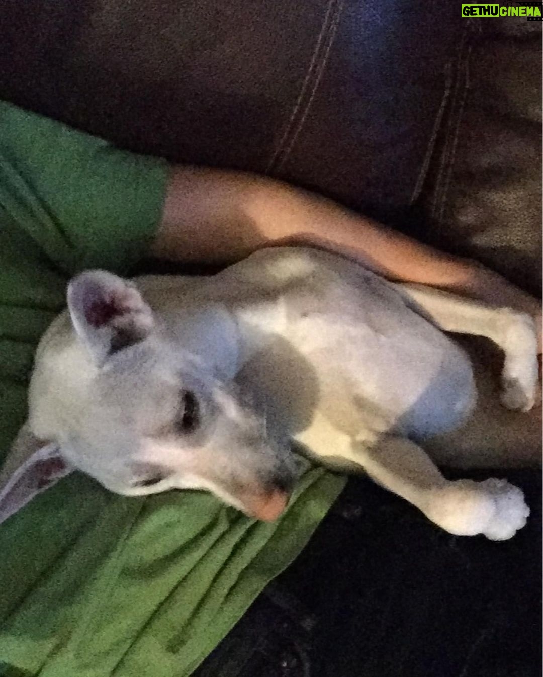 Kenton Duty Instagram - Happy 4th Birthday Katana ❤️ thank you for being my lil shadow and taking care of me with your endless love and boundless curiously