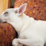 Kenton Duty Instagram - It’s hard work turning 3! #NewYearsEvePuppy