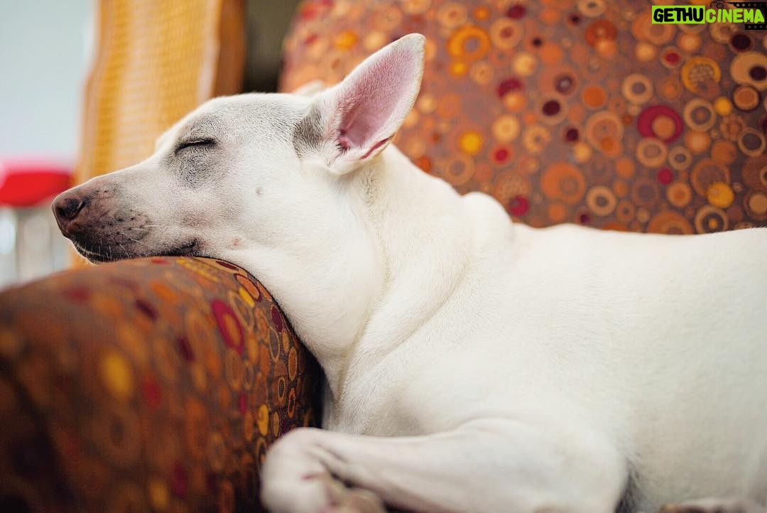 Kenton Duty Instagram - It’s hard work turning 3! #NewYearsEvePuppy