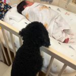 Kerstin Chan Instagram - 狗狗是人類最棒的朋友 邵子龍出生前 我們最期待也最緊張的 就是歐寶和新生兒的關係 網路上有相親相愛的 親友間也有狗狗吃醋的 那我們家的歐寶呢? 希望成長過程中 👶🏻🐶 你們成為最親密的家人和玩伴 一起健康幸福長大❤️