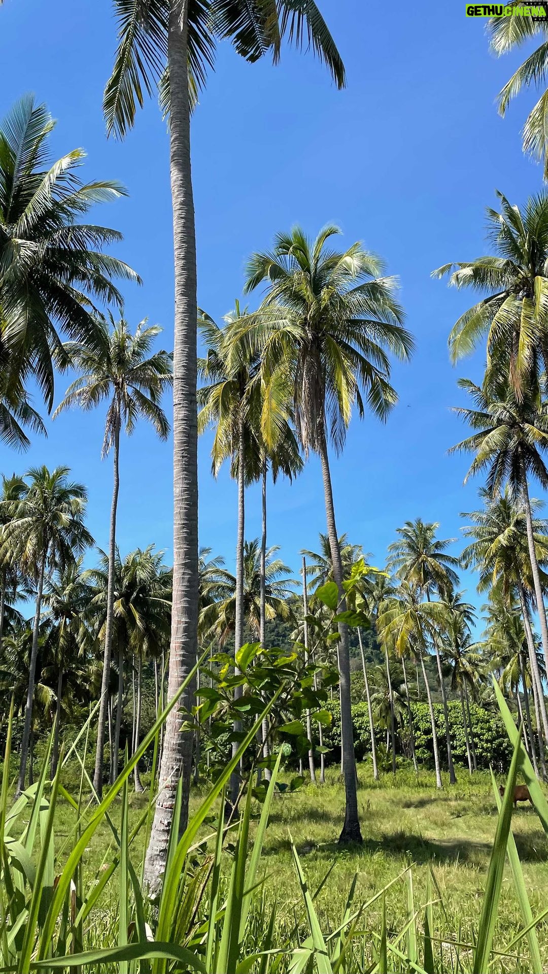Kevin Miranda Instagram - La Thaïlande, quel pays incroyable 🤩 Pour nous c’est 5/5 Une destination à faire et à refaire Notre itinéraire sur un mois : • Bangkok • Chiang Rai • Chiang Mai • Ayutthaya • Phuket • Ko Yoa Yai • Ko Yao Noi • Ao Nang • Railay Beach • Krabi #thailand #visitthailand #visitasia #discoverthailand #thailandtravel #thaitraveling #traveling Thailande