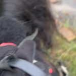 Khabib Nurmagomedov Instagram - Все началось с красивых слов: прогуляемся на природе на лошадях, покушаем, будет хороший Лакский чай и т д и тому подобные красивые слова )))) В общем все началось с селения Кули и закончилось в селении Кунки. 7 часовой поход на лошадях. Просто отличный отдых 👏отдельное спасибо тому кто построил этот маршрут, я надеюсь в своей жизни я узнаю имя этого человека ))) Ты что сделал Вааац @rizvan_magomedov Операция называлась * Кунки где?*