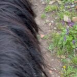 Khabib Nurmagomedov Instagram - Все началось с красивых слов: прогуляемся на природе на лошадях, покушаем, будет хороший Лакский чай и т д и тому подобные красивые слова )))) В общем все началось с селения Кули и закончилось в селении Кунки. 7 часовой поход на лошадях. Просто отличный отдых 👏отдельное спасибо тому кто построил этот маршрут, я надеюсь в своей жизни я узнаю имя этого человека ))) Ты что сделал Вааац @rizvan_magomedov Операция называлась * Кунки где?*