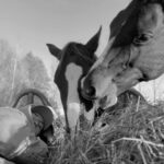 Kim Clavel Instagram – Douce journée d’automne 🖤

#automne #nature #horse #bienêtre #quebec #homesweethome