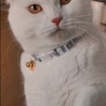 Kittipat Samantrakulchai Instagram - จะมาใช้บริการทุก 15 นาที #มะอ้วง #cat #catlife