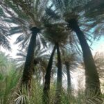 Klelia Andriolatou Instagram – 🌴💚 Φοινικόδασος (Palm Forest)