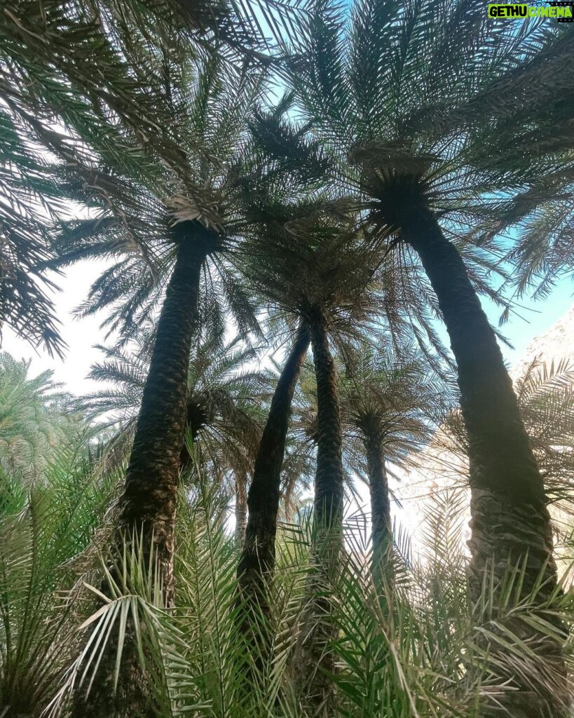 Klelia Andriolatou Instagram - 🌴💚 Φοινικόδασος (Palm Forest)