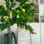 Klelia Andriolatou Instagram – Ονειρεύτηκα ένα σπίτι με λουλούδια και πίνακες . Κάθε δώρο σας γίνεται γίνεται μέρος του ονείρου . Ένα πίνακας , ένα λουλούδι , ένα γράμμα . Ξυπνάω το πρωί και βλέπω τον ήλιο να μπαίνει στα δωμάτια . Νιώθω χαρά που έχω ένα σπιτι . Δεν είναι αυτονόητο . Είναι μάλιστα κόπος χρόνων για κάποιους να μπορούν να έχουν κάτι δικό τους . Να τρώνε το πρωινό που θέλουν στην πιο προσωπική τους κούπα ,γιατί αυτό επιθυμούν , να δουν όποια ταινία θέλουν , να μείνουν στην σιωπή μετέωροι χωρίς να τους ξυπνήσει κανείς. 
Είναι τα σπίτια μας κομμάτι μας και εγώ μοιράζομαι λιγάκι , για να γνωριστούμε καλύτερα . Λιγάκι όμως , γιατί τα όνειρα μας τα ξέρουμε μόνο εμείς .