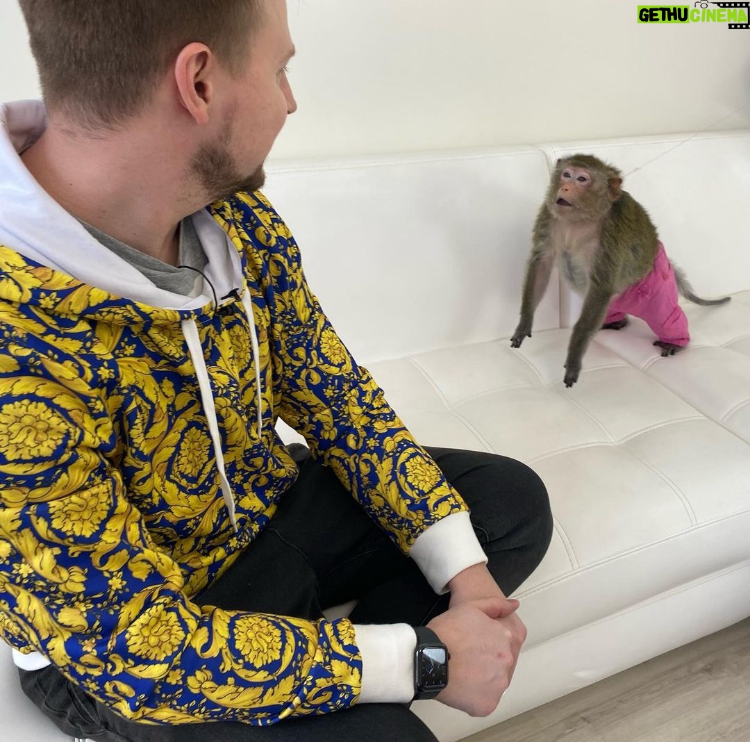 Konstantin Pavlov Instagram - Я старался держать по дальше… правда, очень боюсь всяких диких животных! Гладил пуму, ну как гладил, тронул ее и все, быстро, руку отдернул, мало ли что у неё на уме! С обезьянами тоже был опыт в Тайланде, напали на меня за то, что я не дал им банан! Налетели сразу стаей, не шучу! Змей так же боюсь… короче, очень осторожно отношусь к диким животным! 🤗 а как у вас отношения с такими животными?