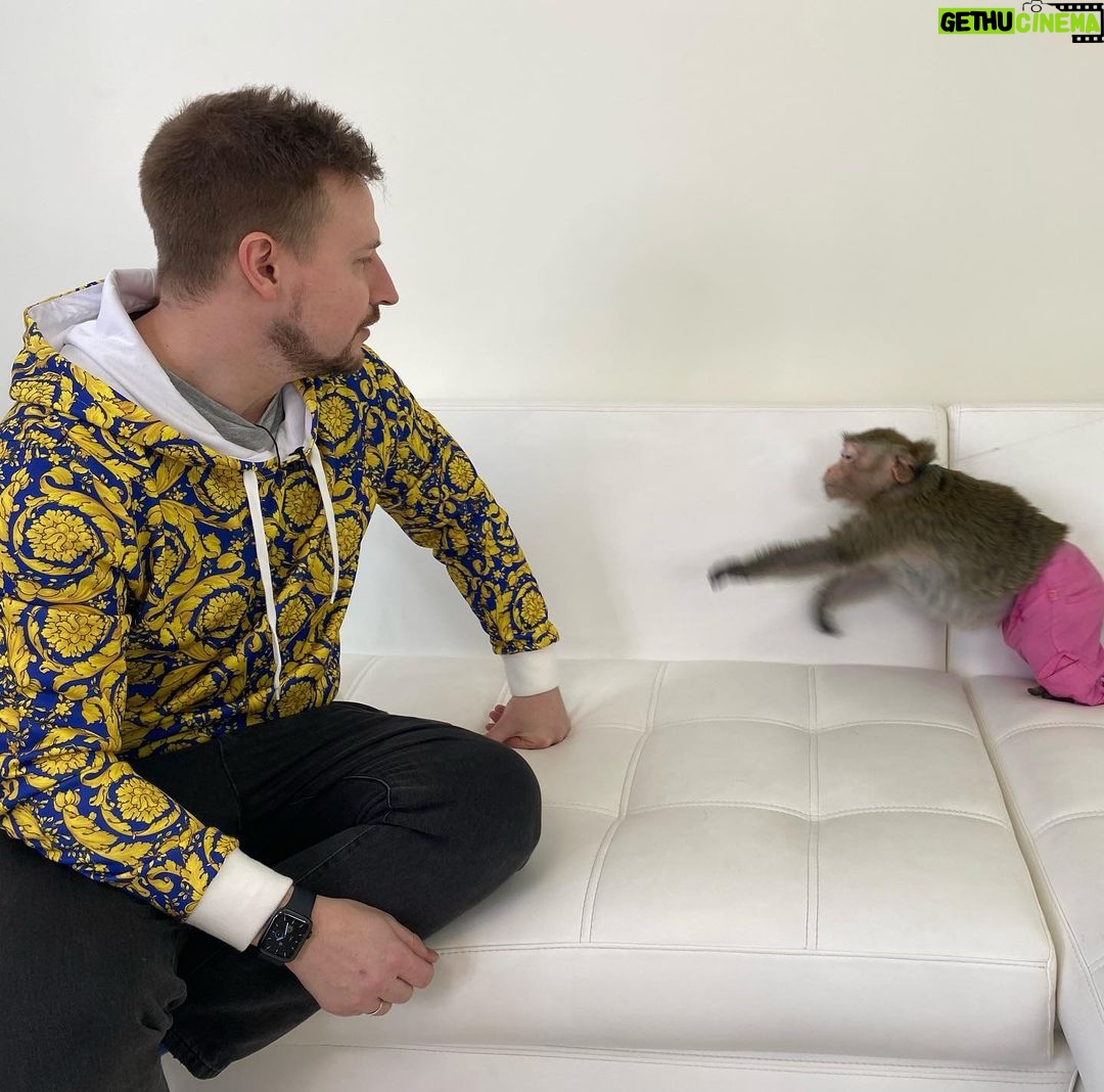 Konstantin Pavlov Instagram - Я старался держать по дальше… правда, очень боюсь всяких диких животных! Гладил пуму, ну как гладил, тронул ее и все, быстро, руку отдернул, мало ли что у неё на уме! С обезьянами тоже был опыт в Тайланде, напали на меня за то, что я не дал им банан! Налетели сразу стаей, не шучу! Змей так же боюсь… короче, очень осторожно отношусь к диким животным! 🤗 а как у вас отношения с такими животными?