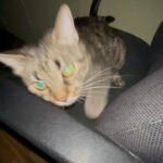 Konstantin Pavlov Instagram – Кто придурок? 😺