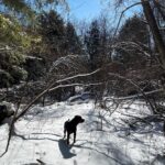 Kristen Holden-Ried Instagram - Winter woods wonder wander with woof welcomes weekend… Little Friday alliteration for ya 😜 Happy weekend all !! Big love #woods #walk #dog #wonderwander (Yay! wonder wander is a hashtag!)
