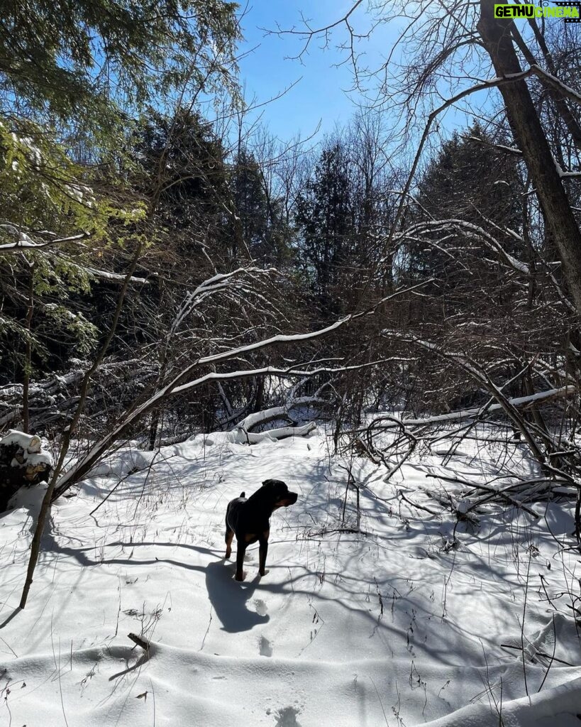 Kristen Holden-Ried Instagram - Winter woods wonder wander with woof welcomes weekend… Little Friday alliteration for ya 😜 Happy weekend all !! Big love #woods #walk #dog #wonderwander (Yay! wonder wander is a hashtag!)
