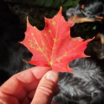 Kristen Holden-Ried Instagram - Happy fall y’all… Time to break out those sweaters and get our cozy on !! #fall #autumn