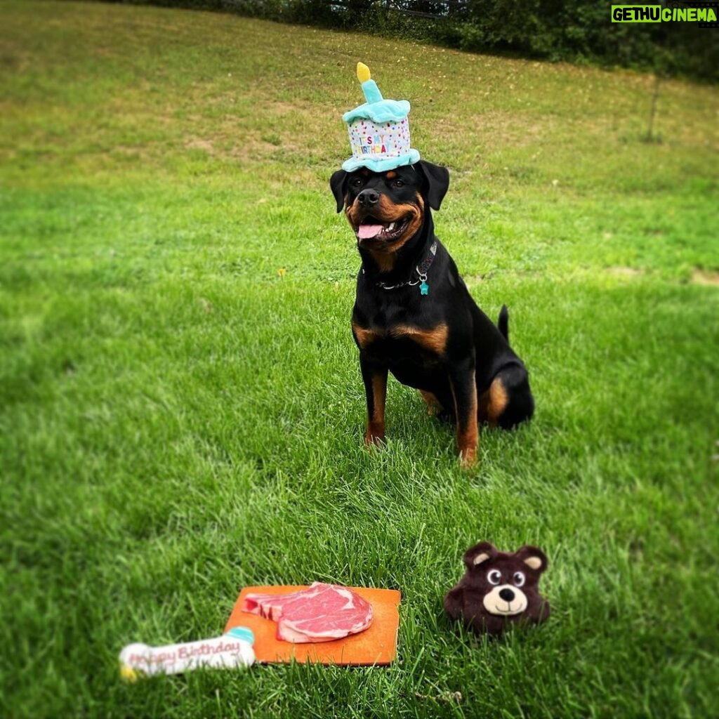 Kristen Holden-Ried Instagram - So I missed #internationaldogday … But !!! Today is Luca’s Bday. He’s 1 Lucky dog 😜