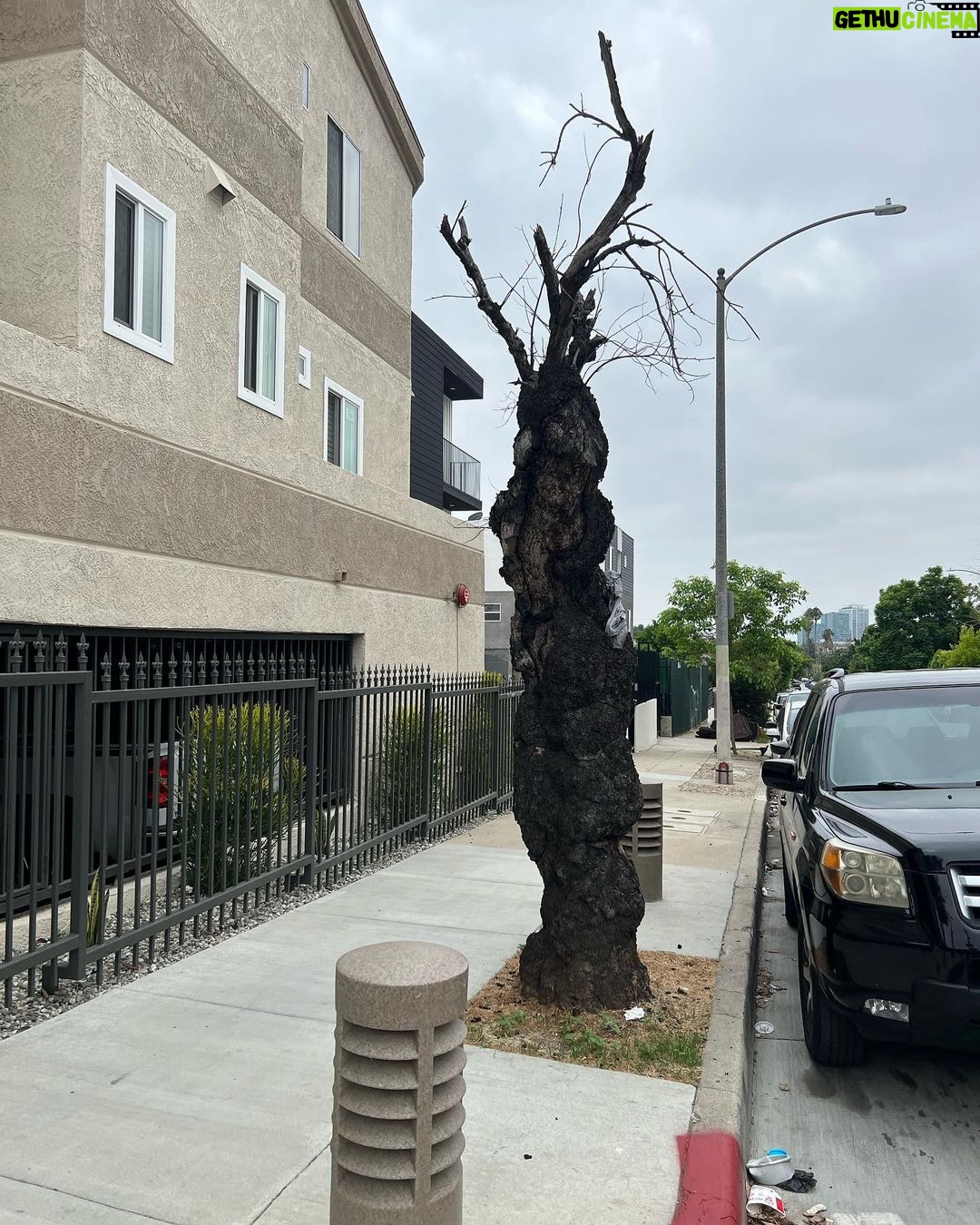 Kristen Schaal Instagram - Ok @treesofla what’s going on with this one? Just burned out? Is there any chance it’ll come back? There’s another one just like it across the street. Definitely the spookiest tree in LA.