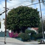 Kristen Schaal Instagram – Hi @treesofla! Have I sent you a tree like this? How is it so perfectly round? Happy holidays!