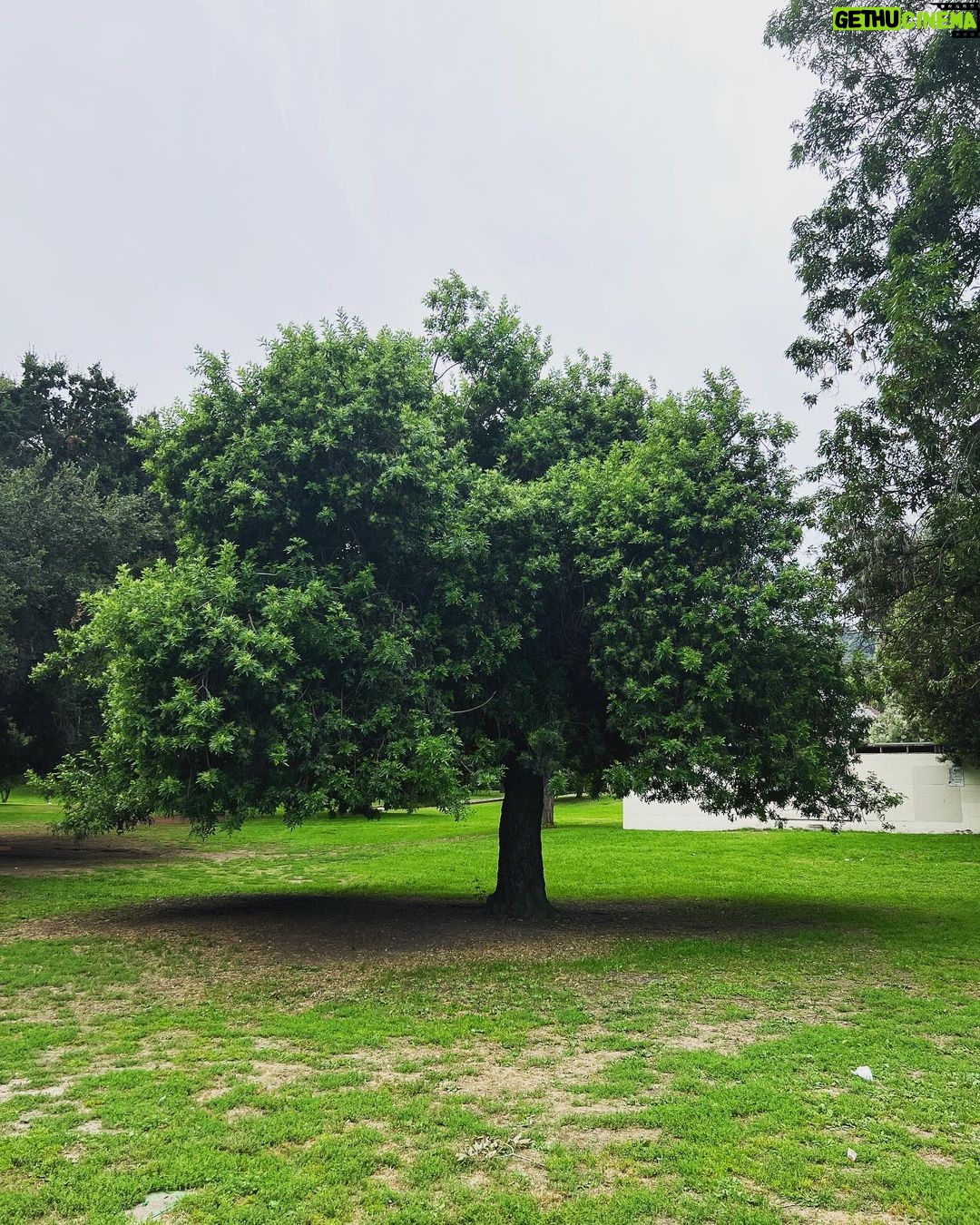 Kristen Schaal Instagram - This is for @treesofla I saw this beauty in Griffith Park. It doesn’t look as magnificent in this picture as it does in person. There’s also a pine tree with shaggy needles nearby. I’ll try to get it next time.