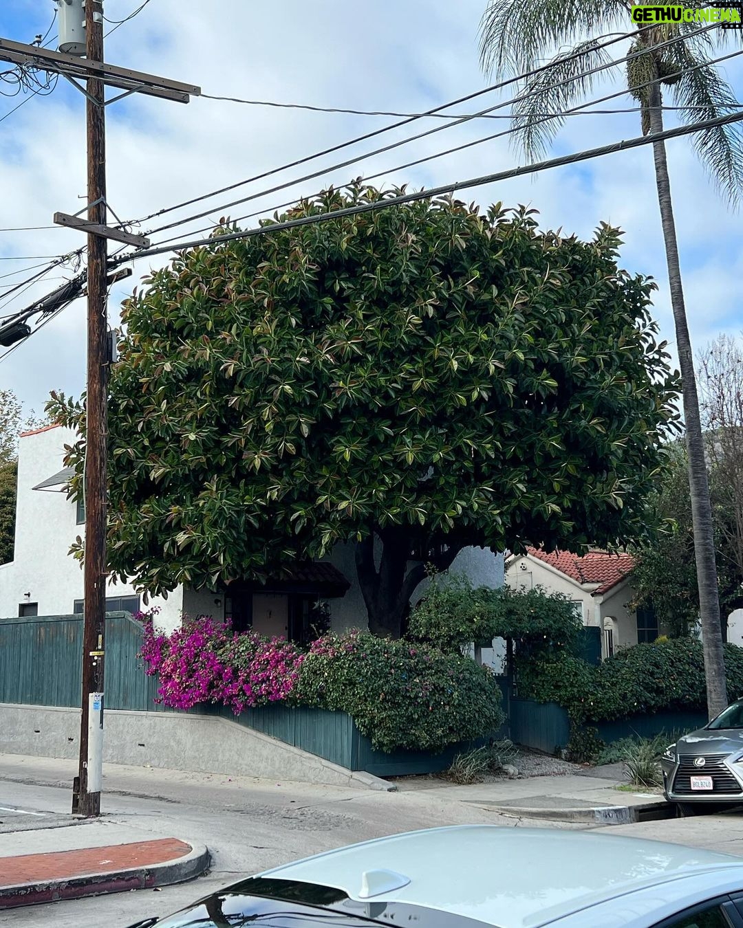 Kristen Schaal Instagram - Hi @treesofla! Have I sent you a tree like this? How is it so perfectly round? Happy holidays!