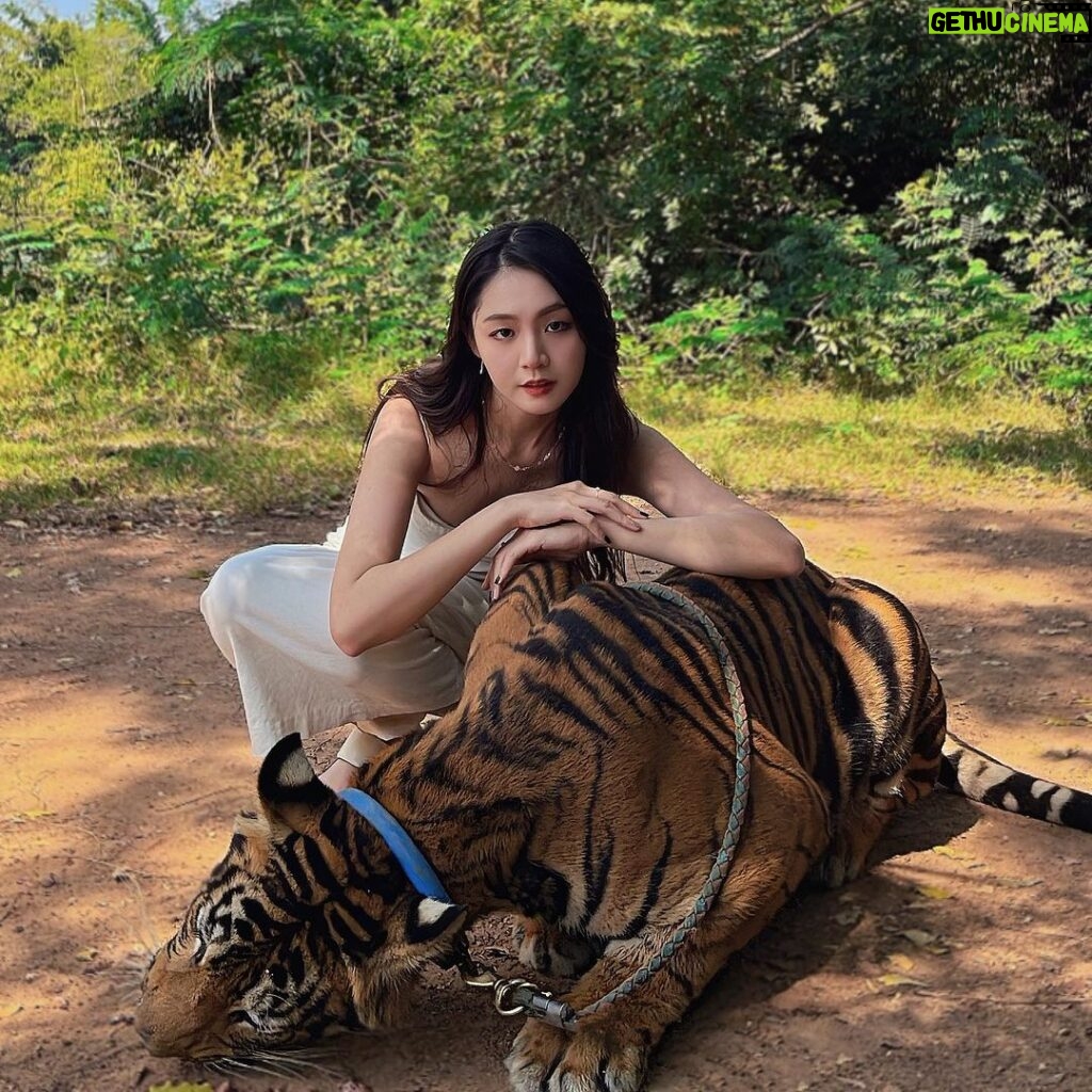 Kung Ching-Ting Instagram - #🦒 去泰國最期待的就是北碧府的野生動物園 超近距離餵食長頸鹿🦒 還能一起在吉普車上拍照完全是網美聖地🥹 加1000泰銖可以選擇遛豹或老虎一圈 路上會餵食生肉讓老虎坐下來合照 大貓咪真的超可愛 吃東西時還會發出咕嚕咕嚕的聲音😍😍😍😍 裡面還有各種奇形怪狀的動物 能摸能抱只是要錢錢🥲 離曼谷2小時車程 占地非常大可以玩一整天 推薦給趁著還不太熱時想去泰國的朋朋✨ #safaripark #kanchanaburi #泰國 #泰國旅遊 #北碧府 #🦓 #🐯 #🐅 #網美景點 Safari Park, Kanchanaburi