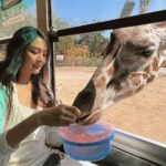 Kung Ching-Ting Instagram - #🦒 去泰國最期待的就是北碧府的野生動物園 超近距離餵食長頸鹿🦒 還能一起在吉普車上拍照完全是網美聖地🥹 加1000泰銖可以選擇遛豹或老虎一圈 路上會餵食生肉讓老虎坐下來合照 大貓咪真的超可愛 吃東西時還會發出咕嚕咕嚕的聲音😍😍😍😍 裡面還有各種奇形怪狀的動物 能摸能抱只是要錢錢🥲 離曼谷2小時車程 占地非常大可以玩一整天 推薦給趁著還不太熱時想去泰國的朋朋✨ #safaripark #kanchanaburi #泰國 #泰國旅遊 #北碧府 #🦓 #🐯 #🐅 #網美景點 Safari Park, Kanchanaburi