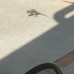 Kyle Mooney Instagram - Lizards r getting swoll in the backyard
