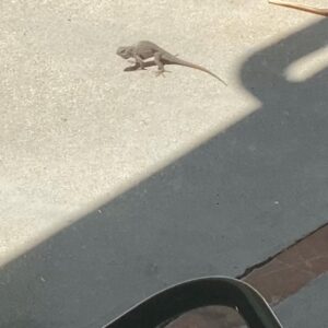 Kyle Mooney Instagram - Lizards r getting swoll in the backyard