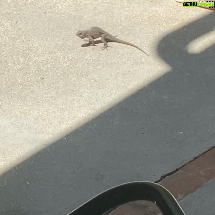 Kyle Mooney Instagram - Lizards r getting swoll in the backyard